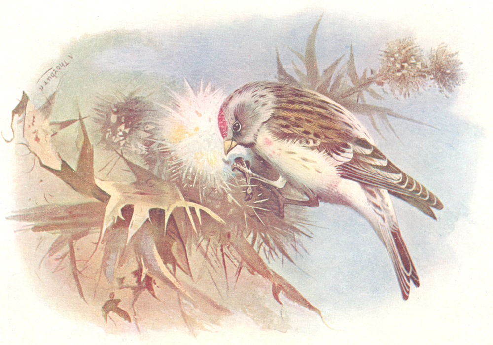 BRITISH BIRDS. Mealy Redpoll. THORBURN 1925 old vintage print picture